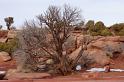 Canyonlands26012010 (228)